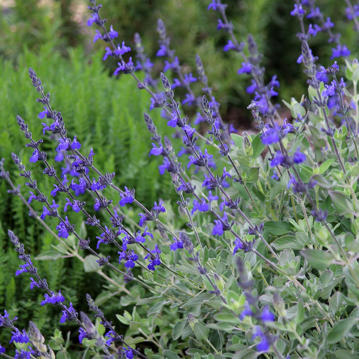 Salvia 'Marine Blue'