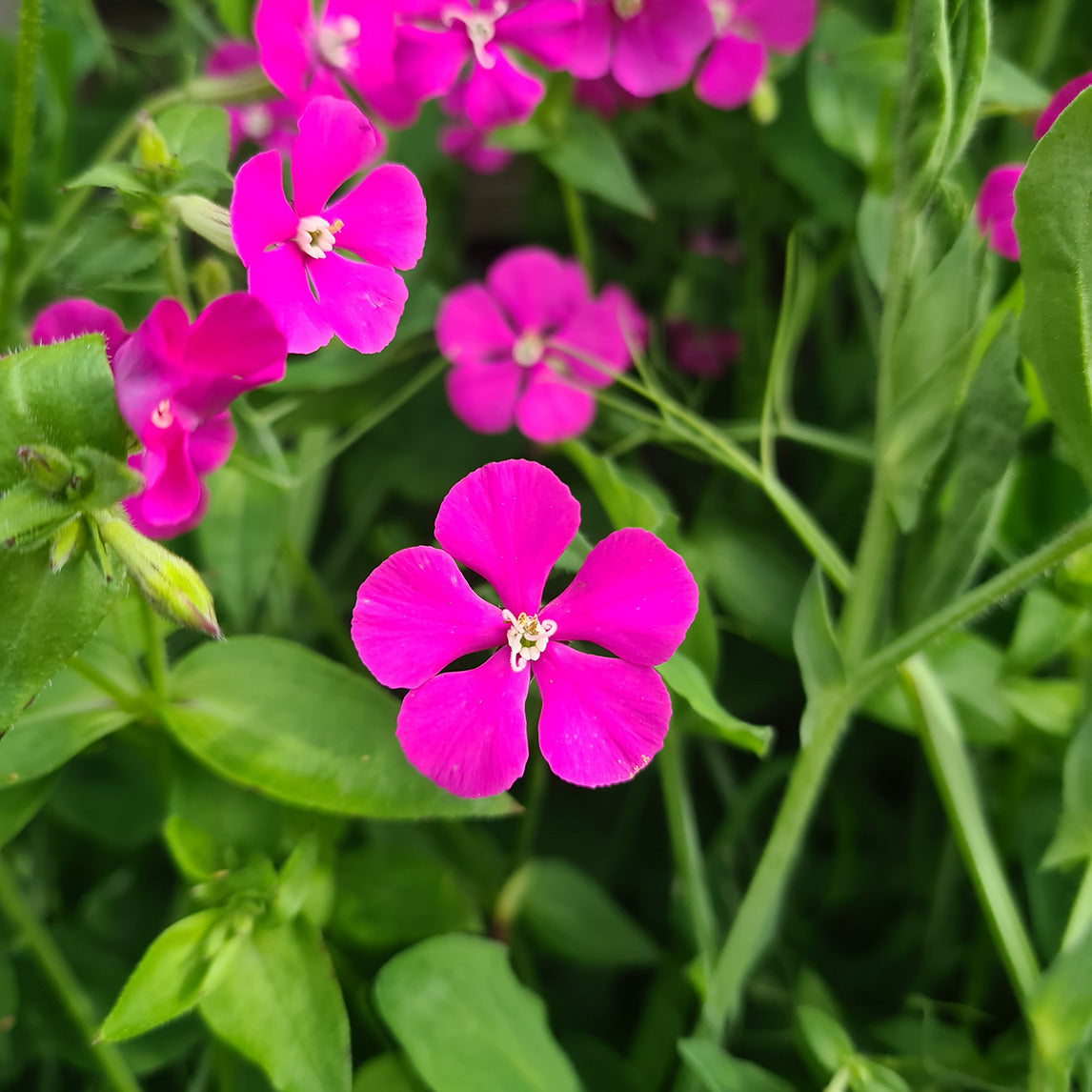 Silene 'Pink' Clive's selection