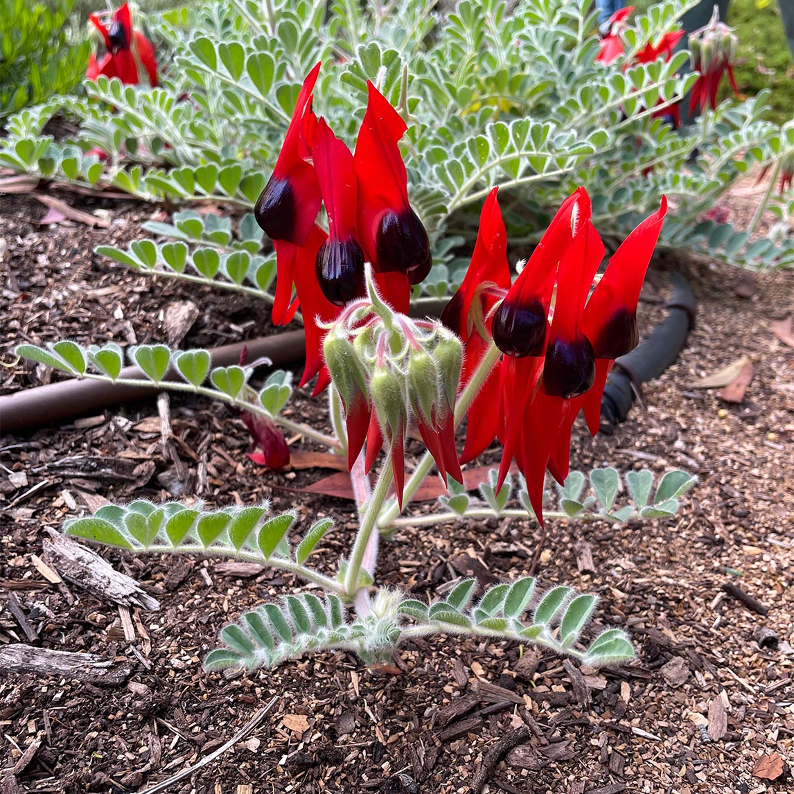 Sturt's Desert Pea