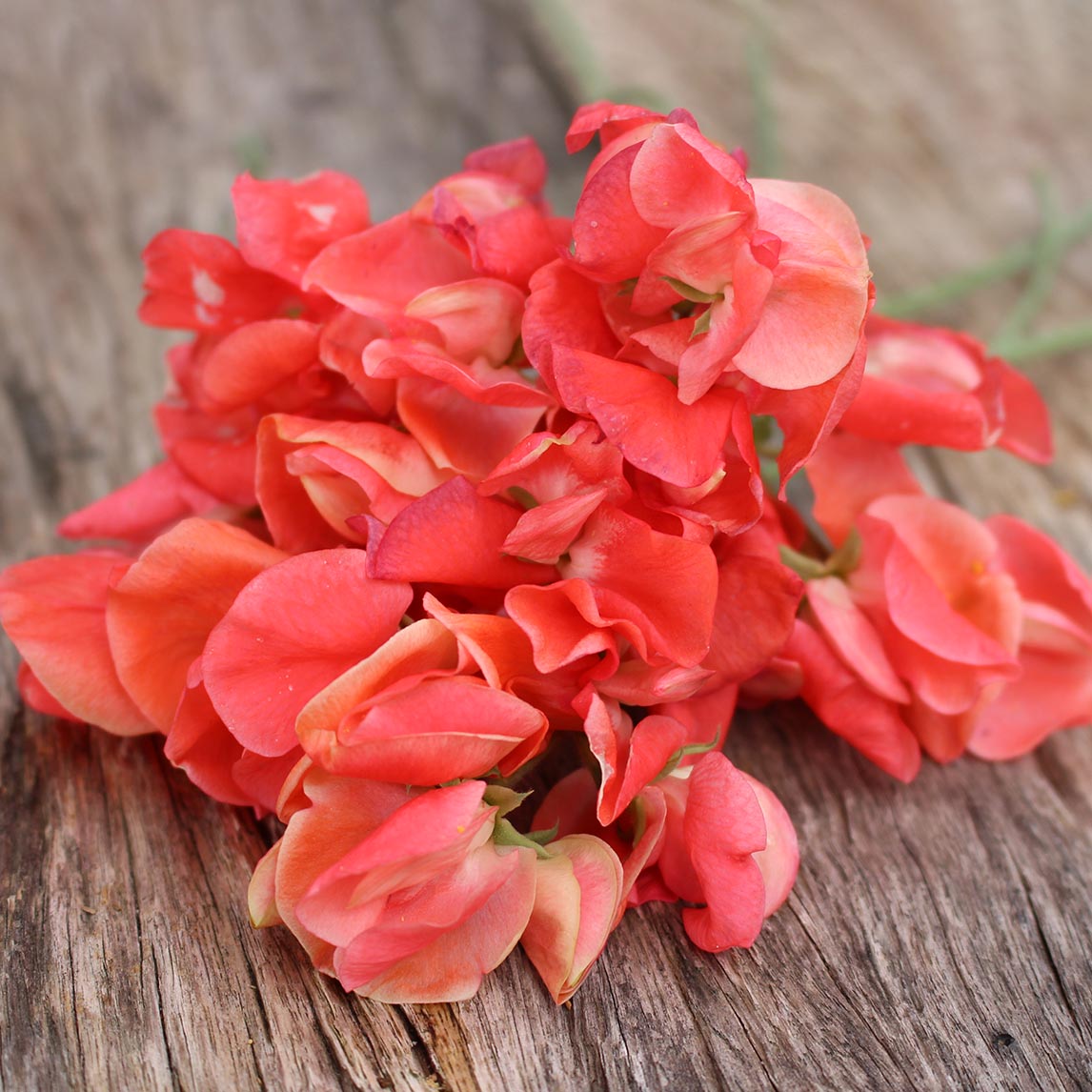 Sweet Pea ‘Prince of Orange’