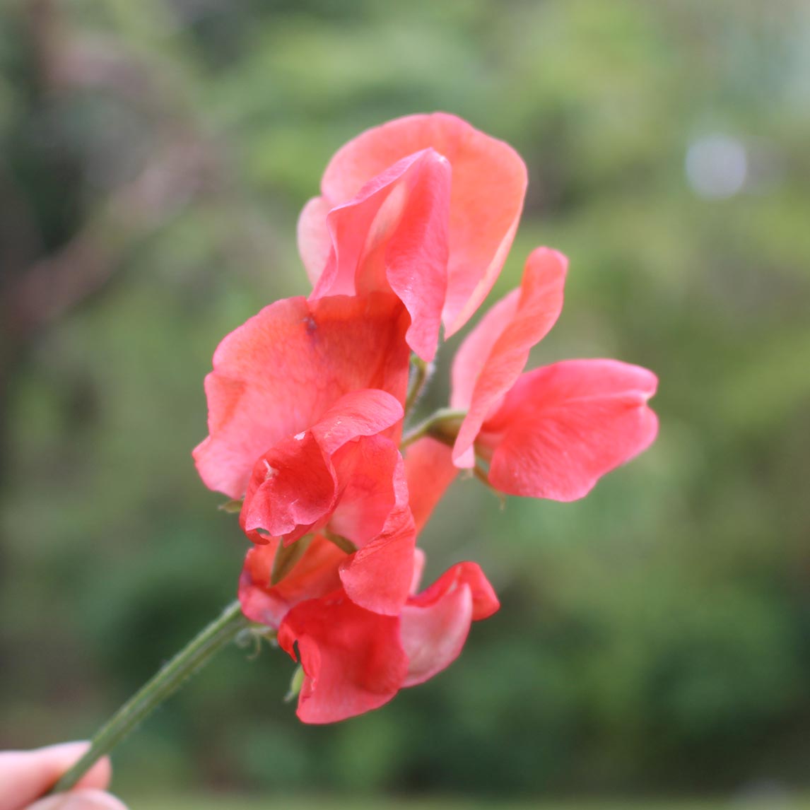 Sweet Pea ‘Prince of Orange’