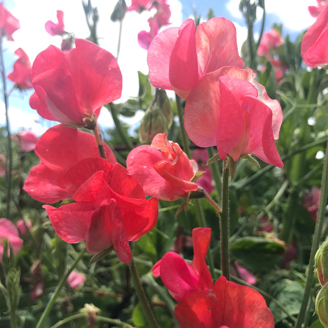 Sweet Pea ‘Prince of Orange’