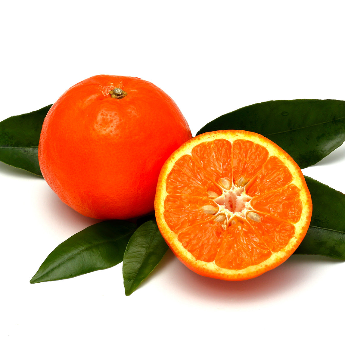 Tangelo 'Seminole'