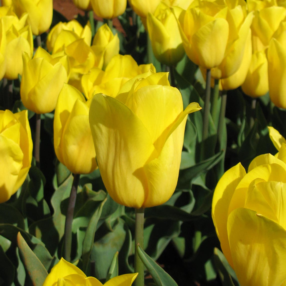 Strong Gold (10 Bulbs)