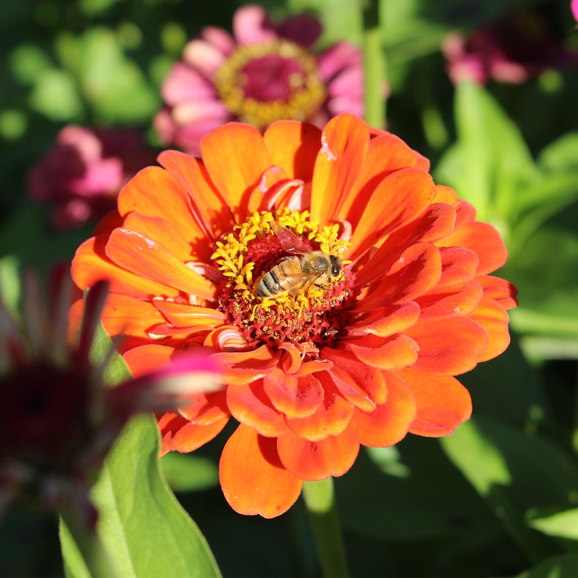 Zinnia 'California Giants'