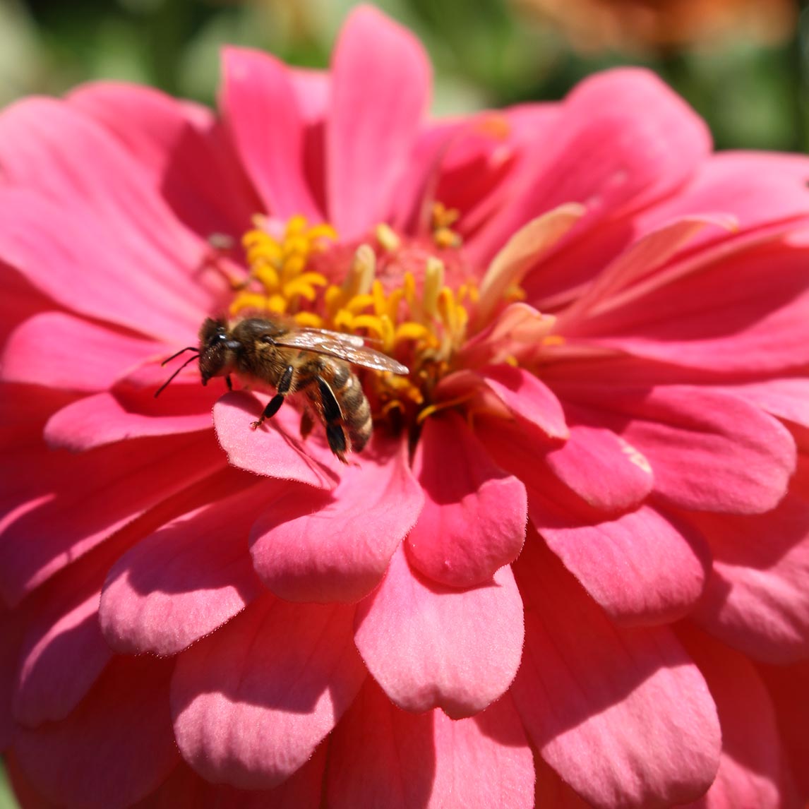 Zinnia 'California Giants'