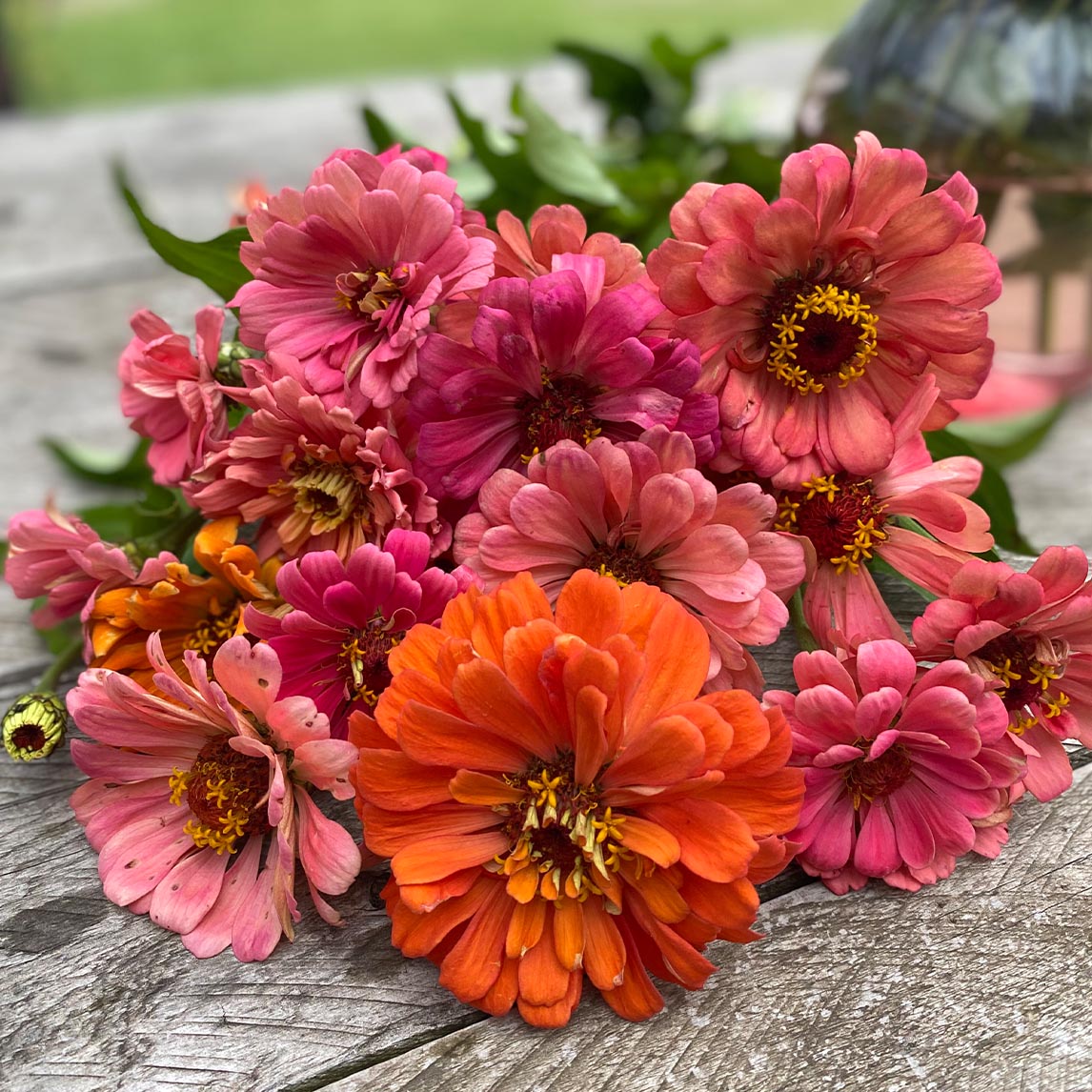 Zinnia 'California Giants'