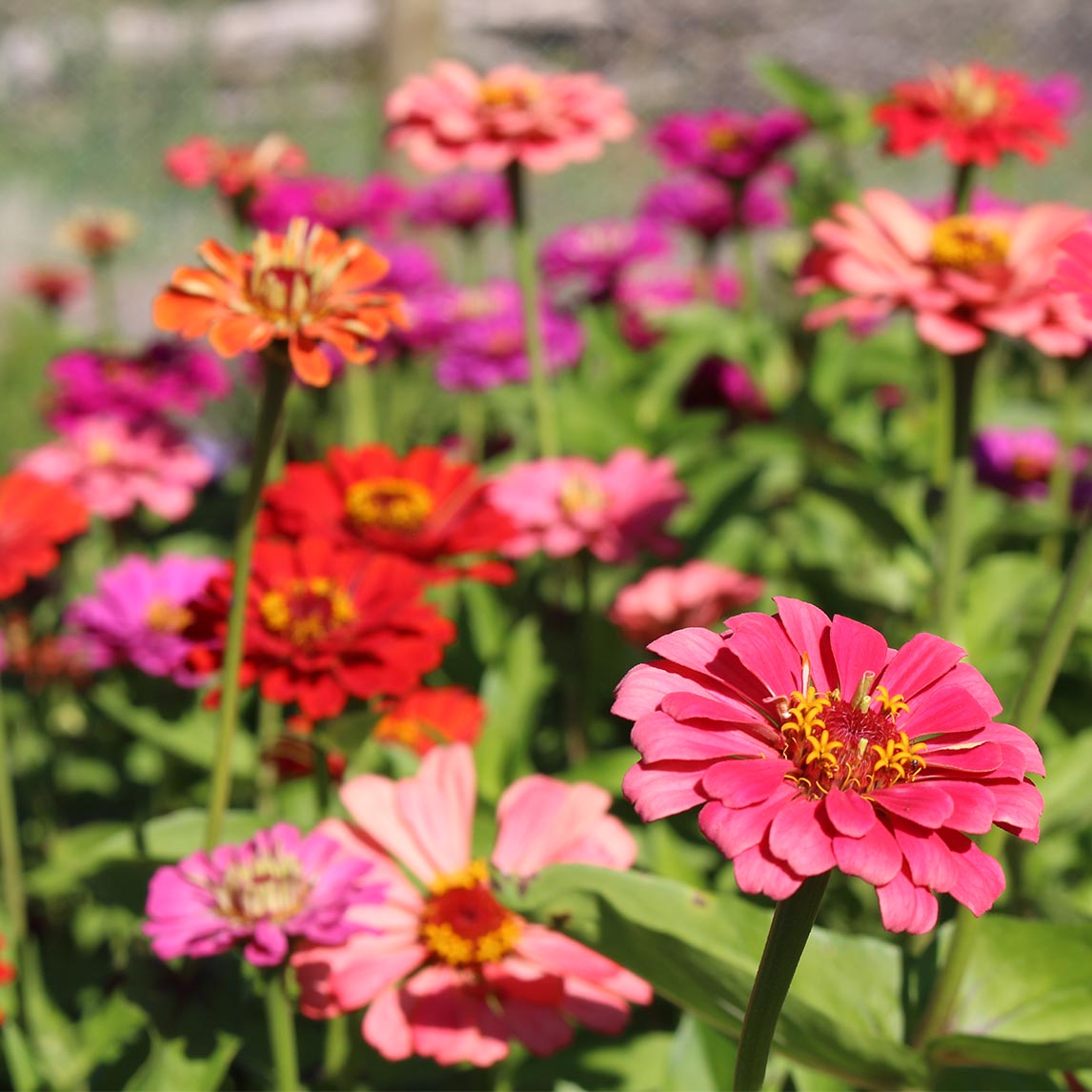 Zinnia 'California Giants'