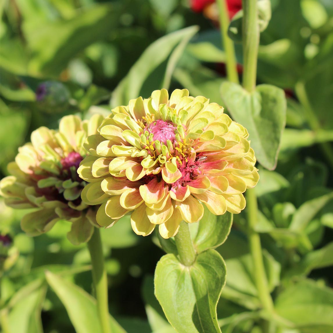 Zinnia ‘Queen Lime Blush’