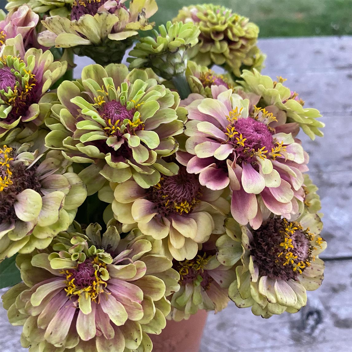 Zinnia ‘Queen Lime Blush’