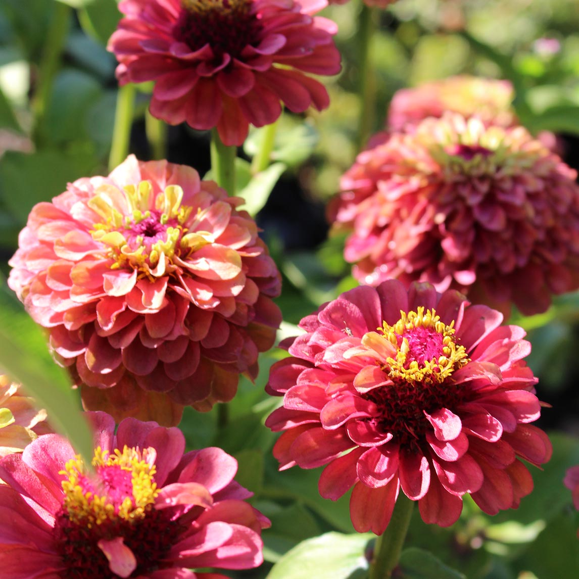Zinnia 'Queen Red Lime'