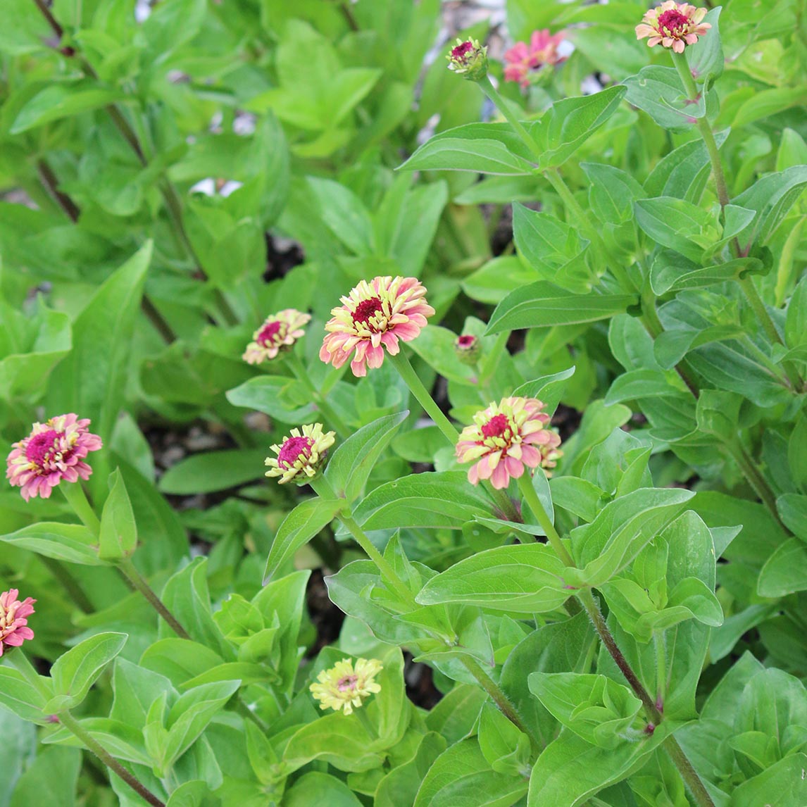 Zinnia 'Queen Red Lime'