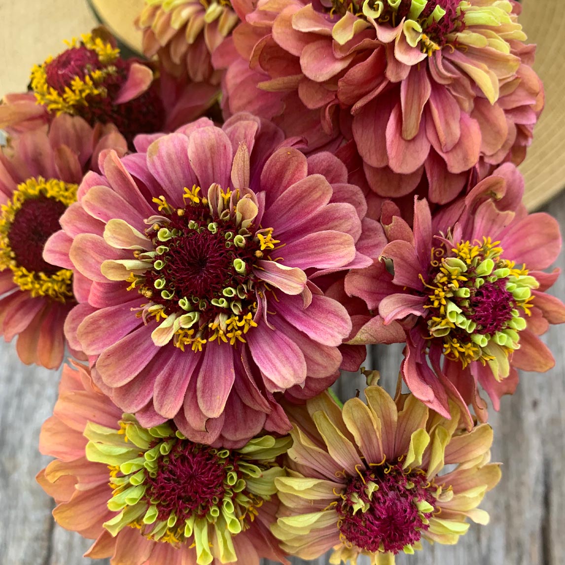 Zinnia 'Queen Red Lime'