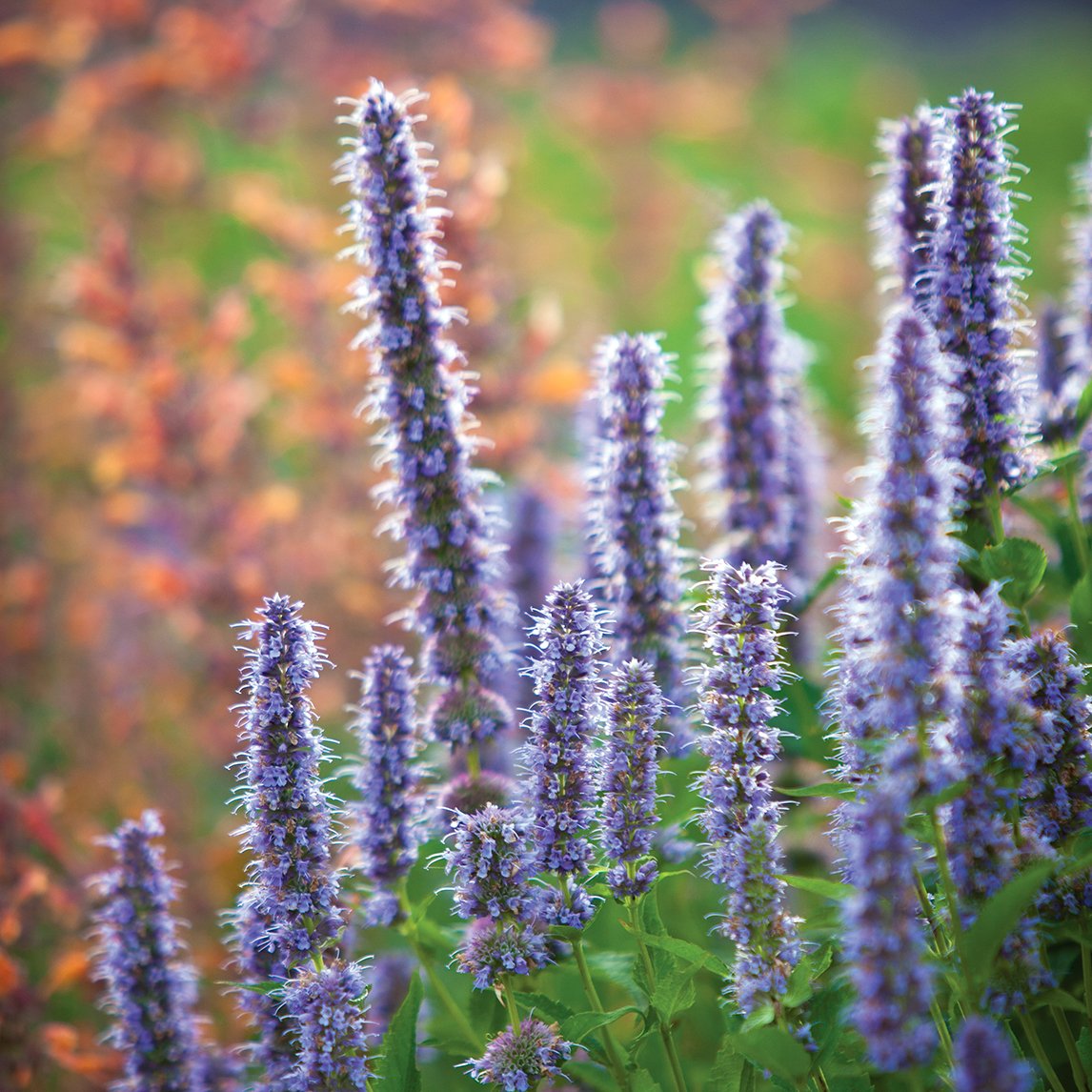 Agastache 'Blue Fortune'