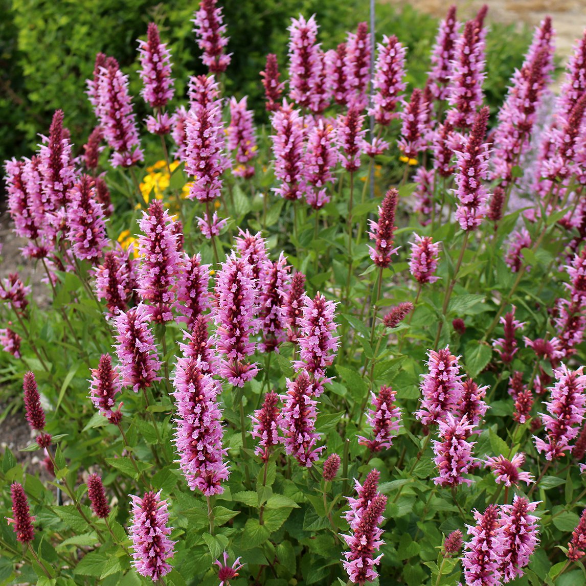 Agastache 'Pink Fortune'