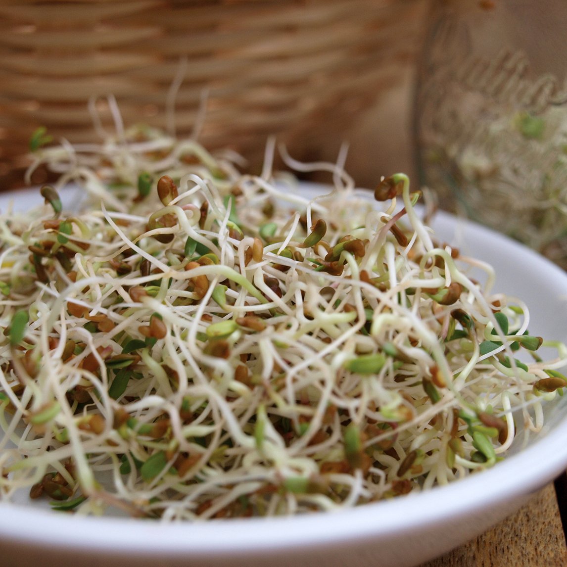 Alfalfa Sprouting Seed