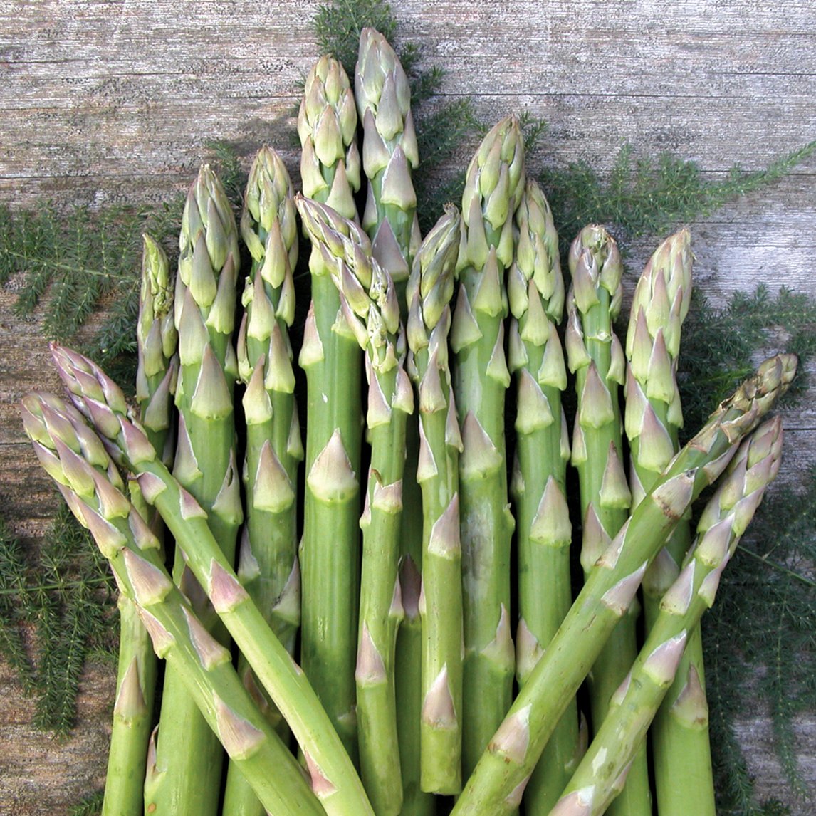Asparagus 'Mary Washington' Crown
