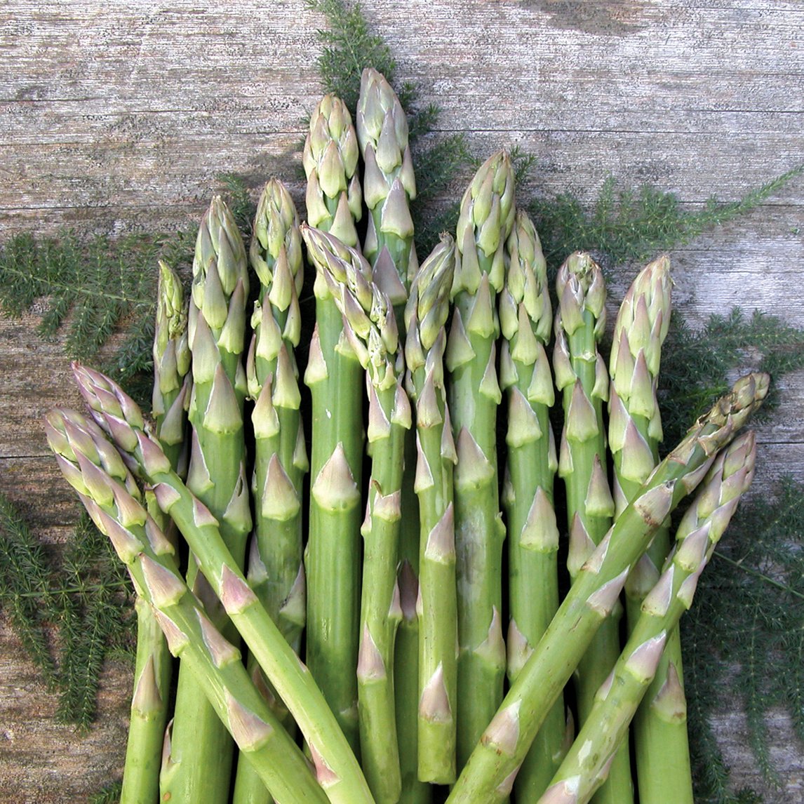 Asparagus 'Mary Washington'