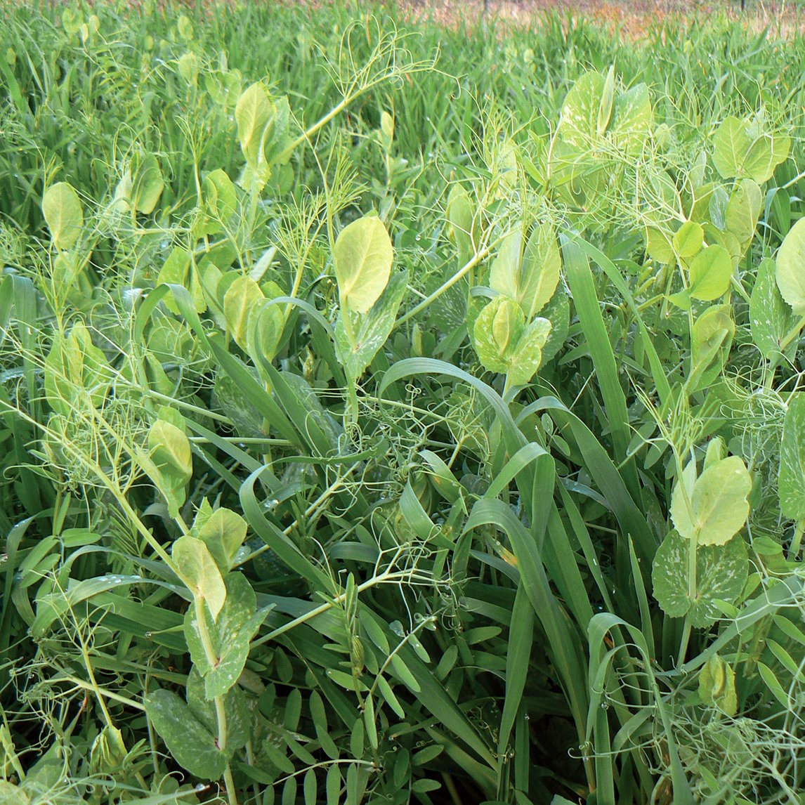 Autumn Green Manure Mix