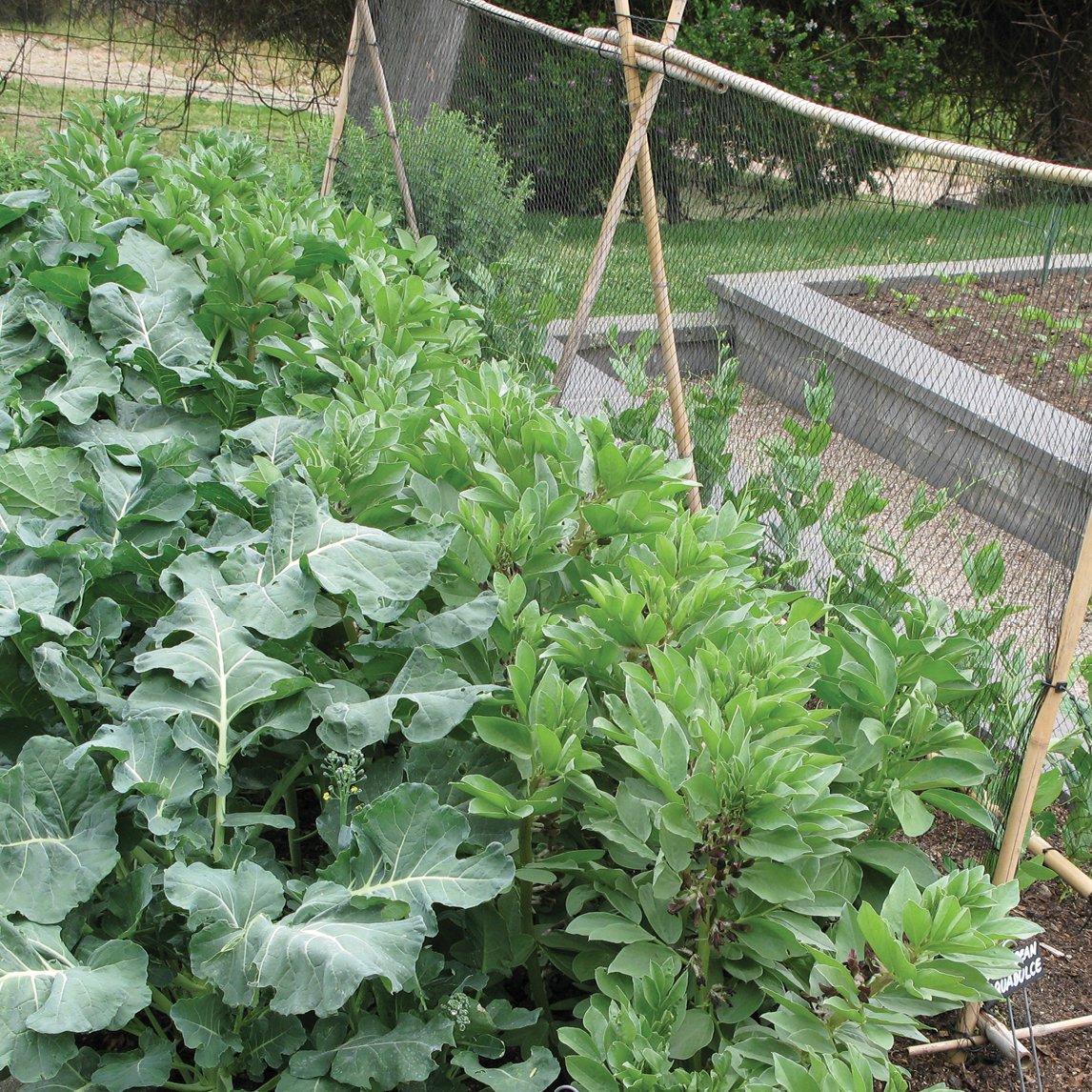 Autumn Or Spring Mini-Plot Vegetable Collection