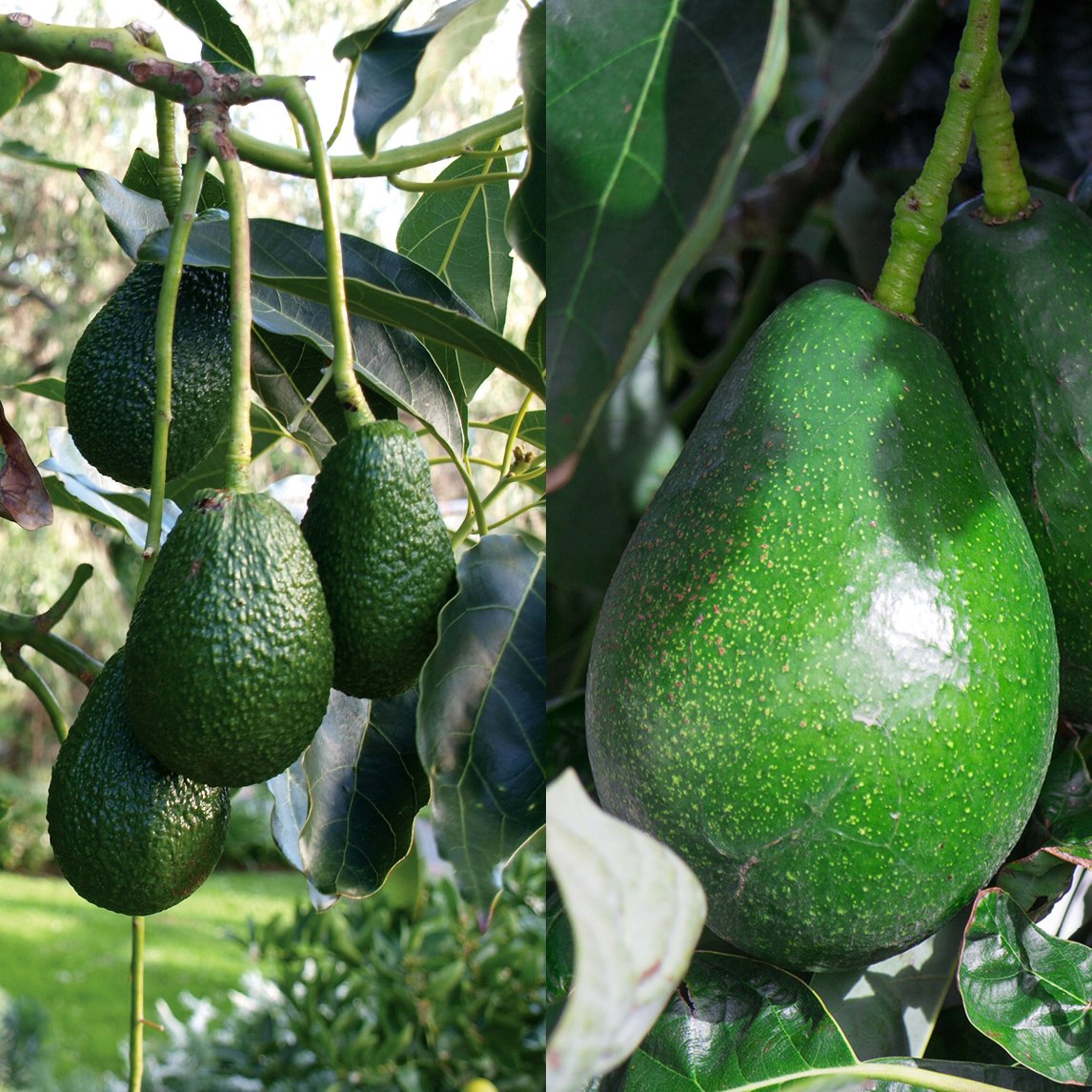 Avocado Pollinating Duo - Bacon and Hass