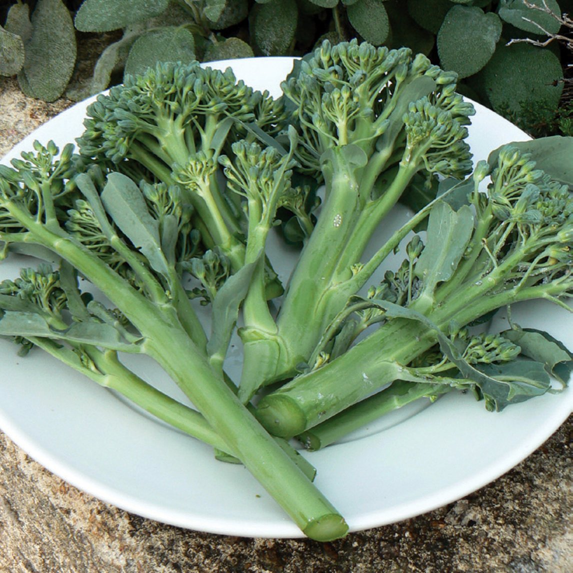 Baby Broccoli 'Happy Rich' f1