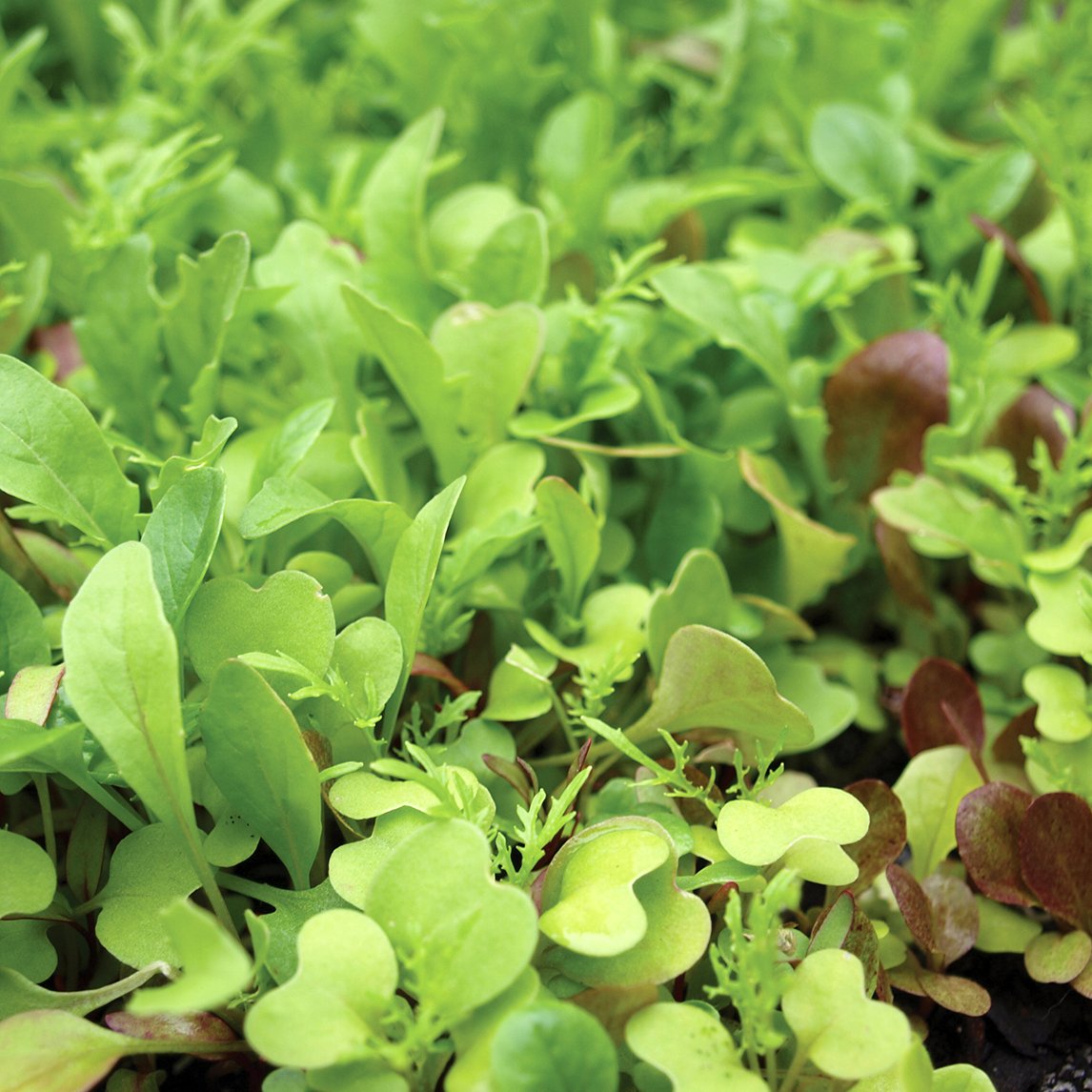 Baby Leaf Gourmet Mix