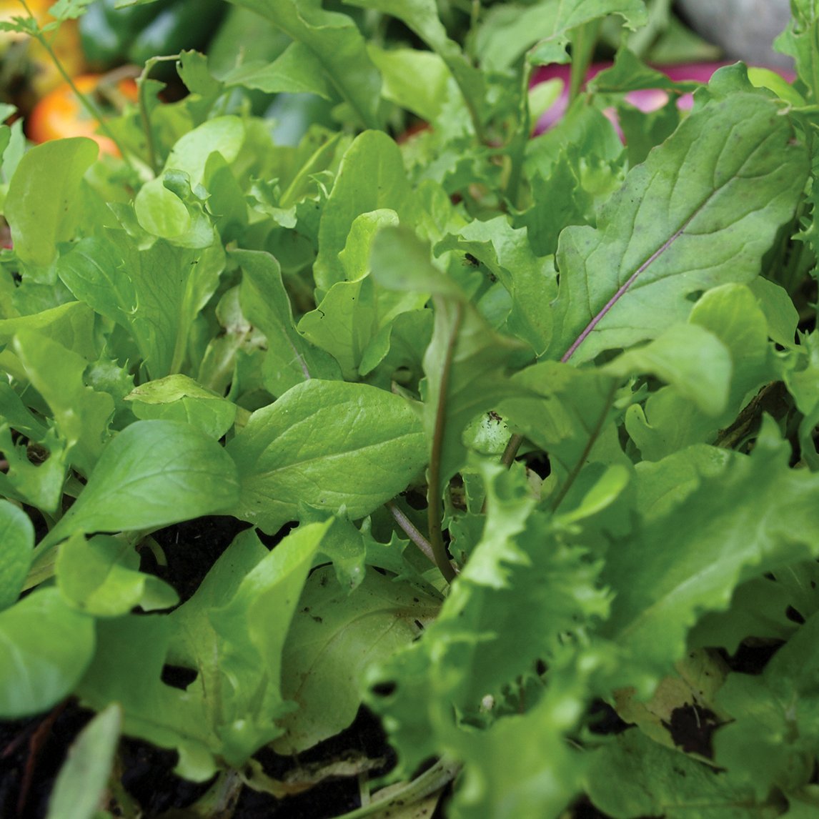 Baby Leaf Provencal Mix