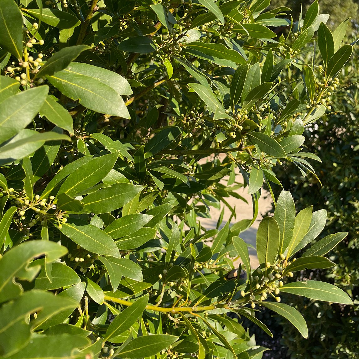 Bay Tree - Narrow-Leaf Variety