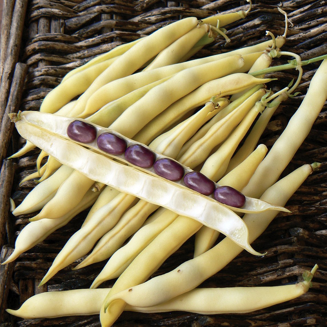 Bean 'Australian Butter' (Organic)