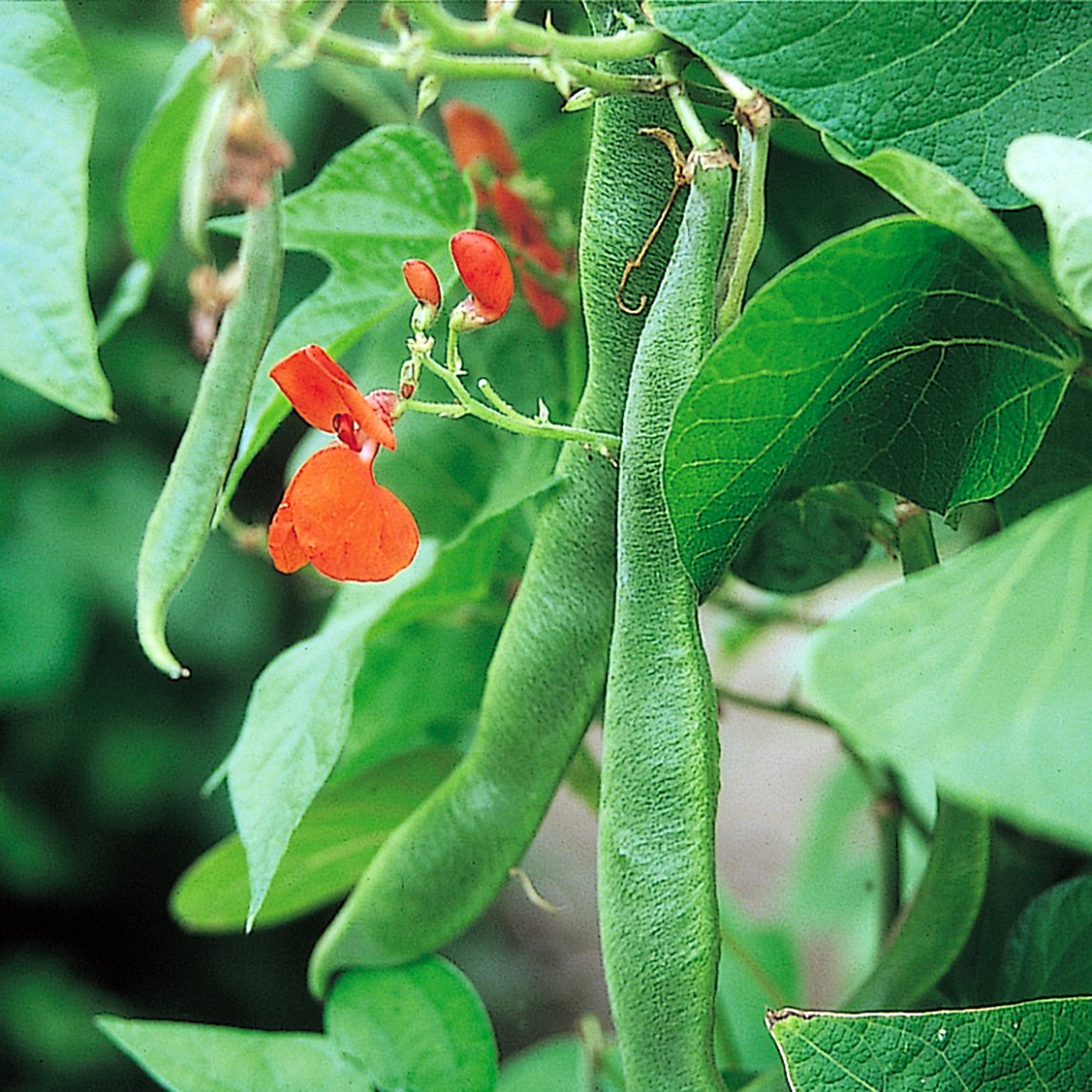 Bean 'Scarlet Runner'