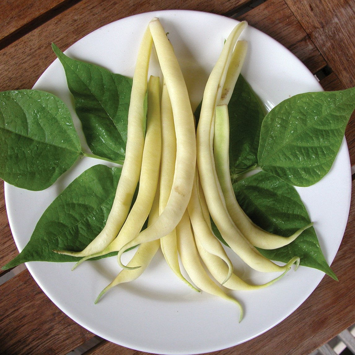 Summer Essentials Patch