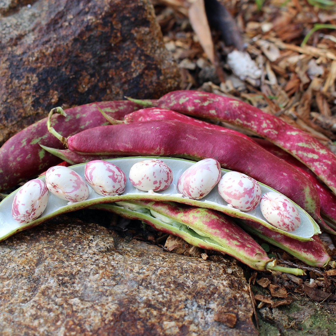 Bean 'Speckled Cranberry' (Organic)