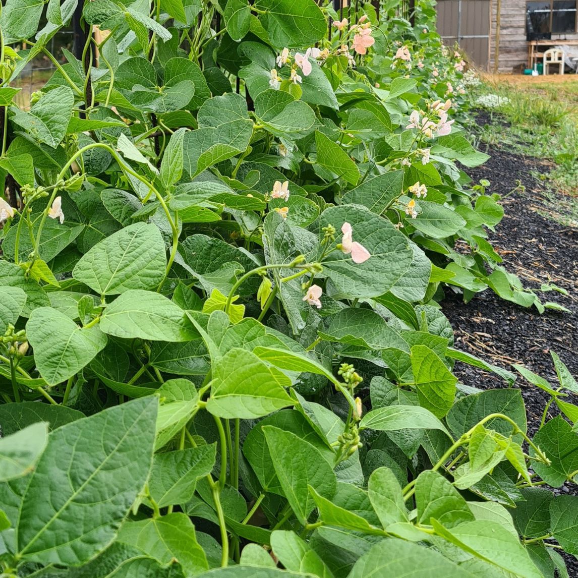 Bean 'Sunset Runner' (Organic)