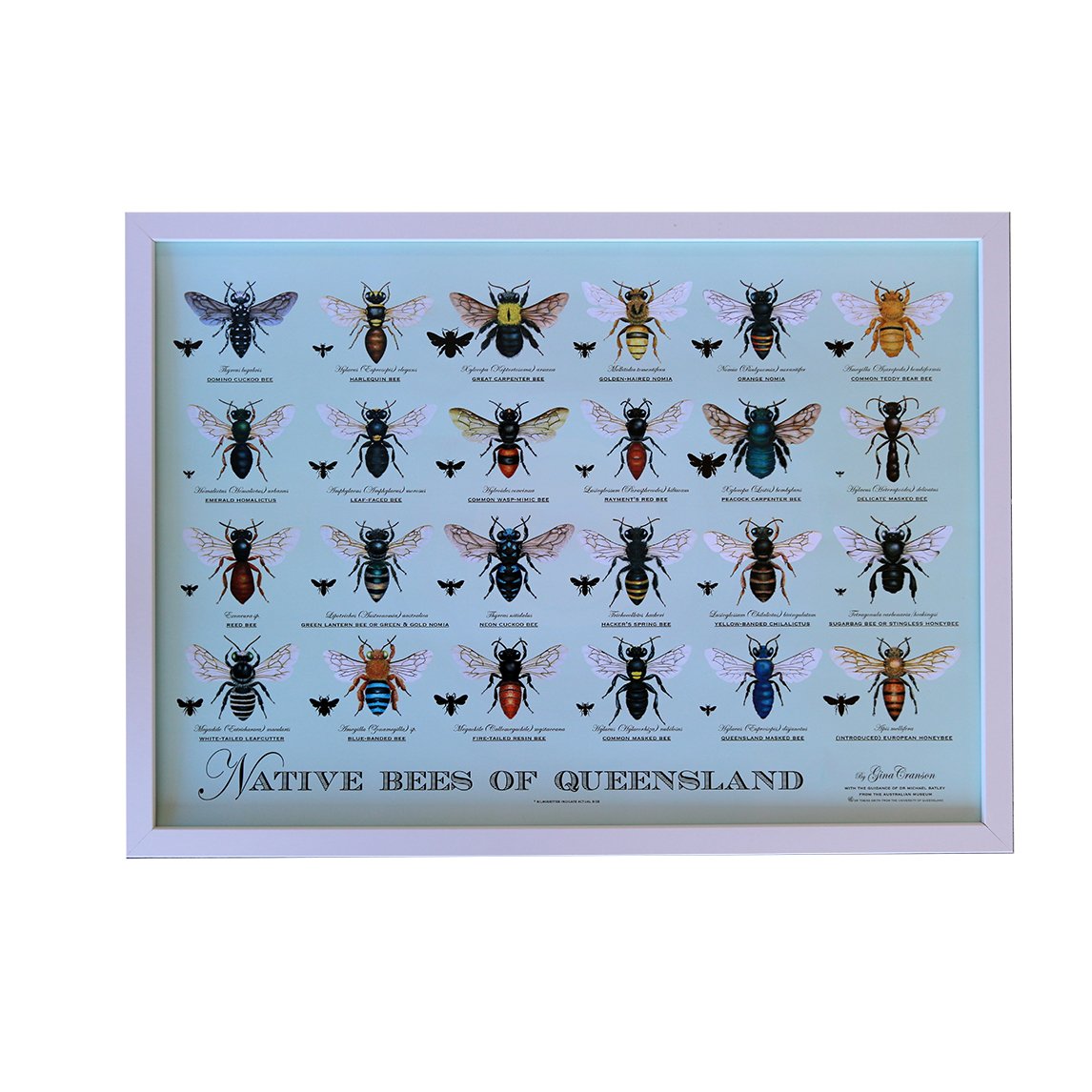 Native Bee Poster - All States
