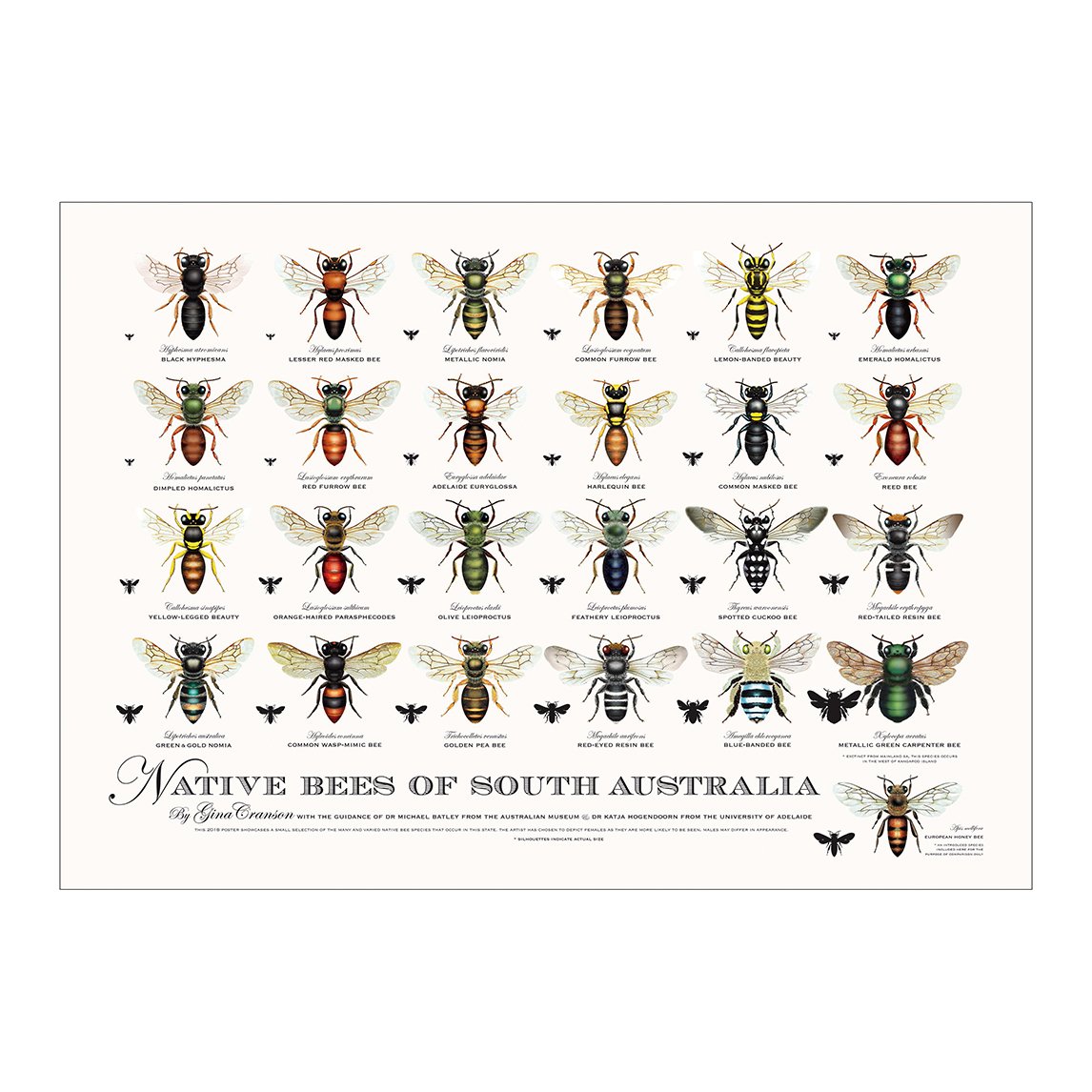 Native Bee Poster - All States