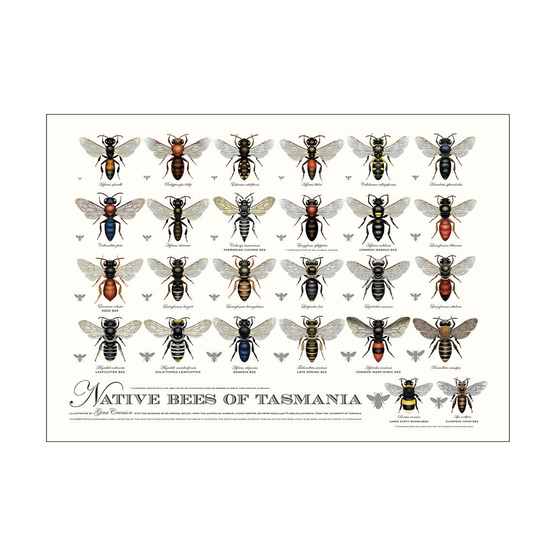 Native Bee Poster - All States