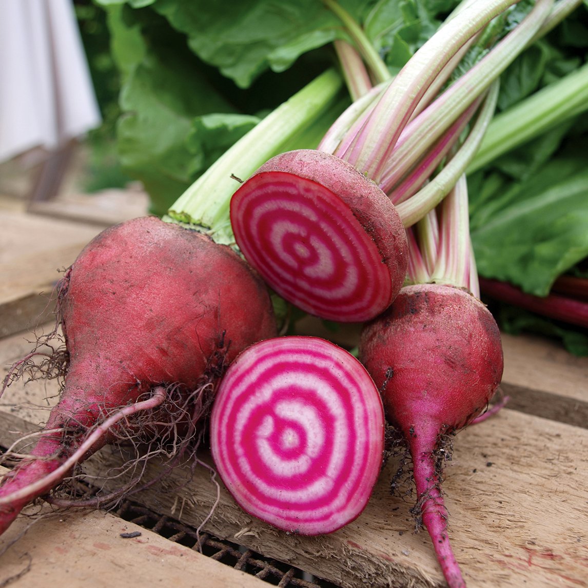 Beetroot 'Chioggia' (Organic)