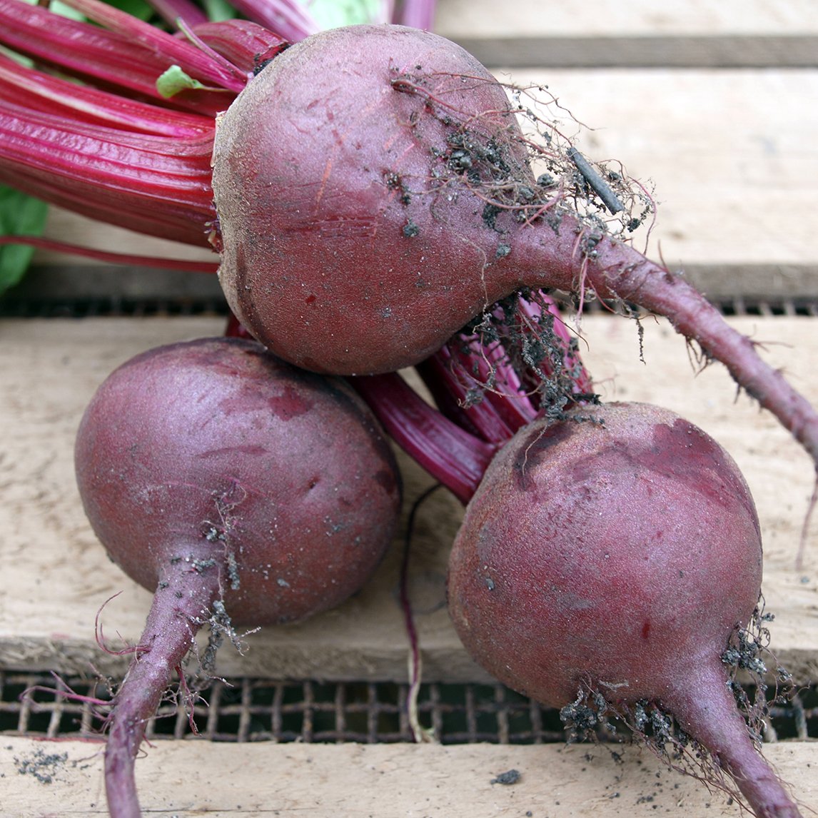 Beetroot 'Globe' (Organic)