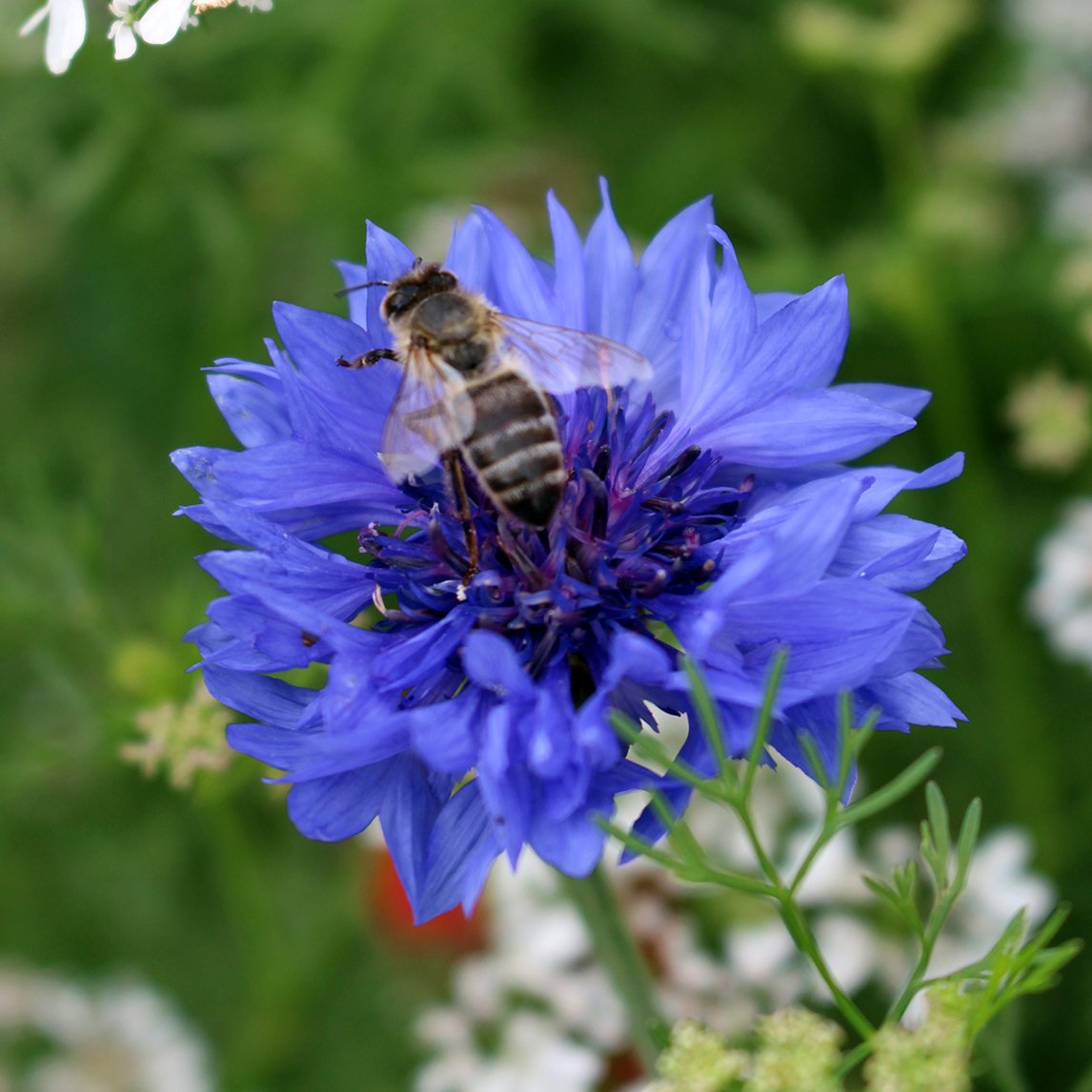 Beneficial Insect Collection