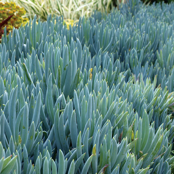 blue stick succulent Blue Chalk Sticks