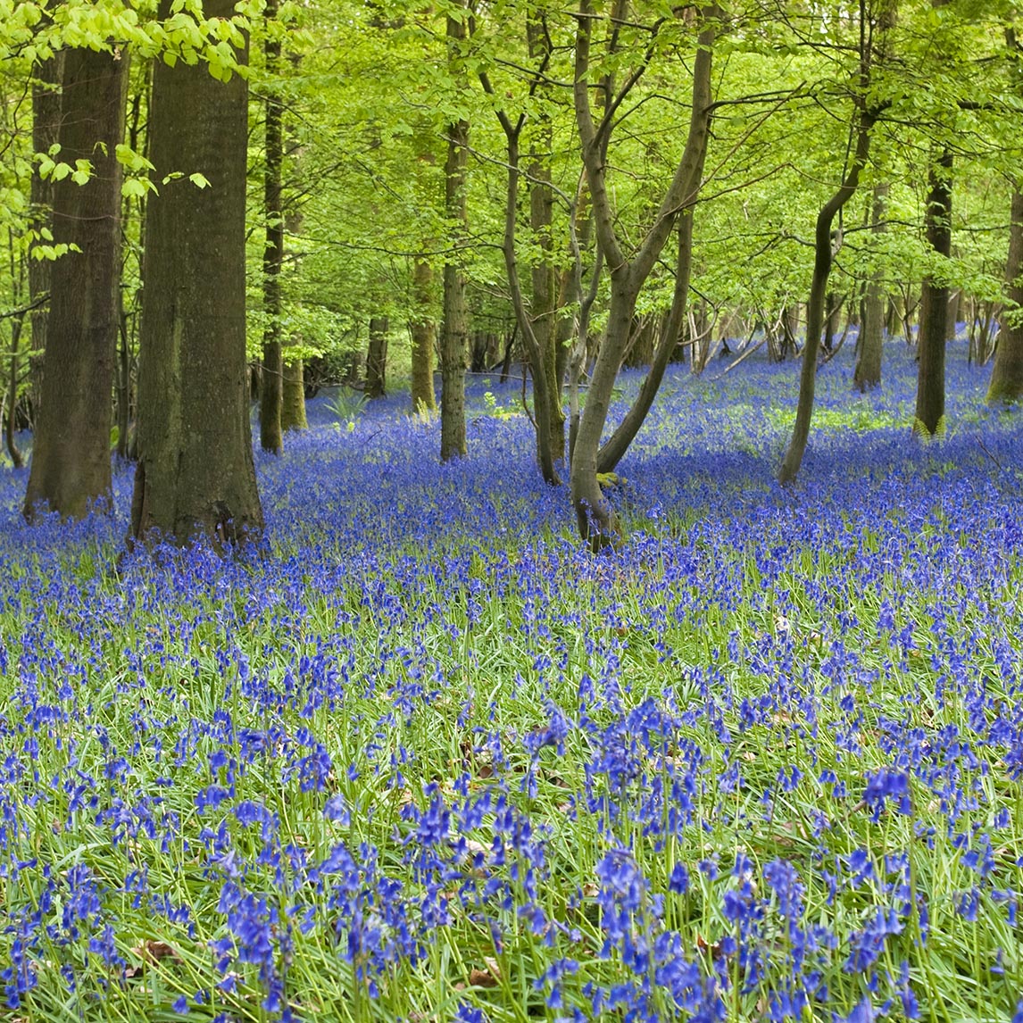Bluebells
