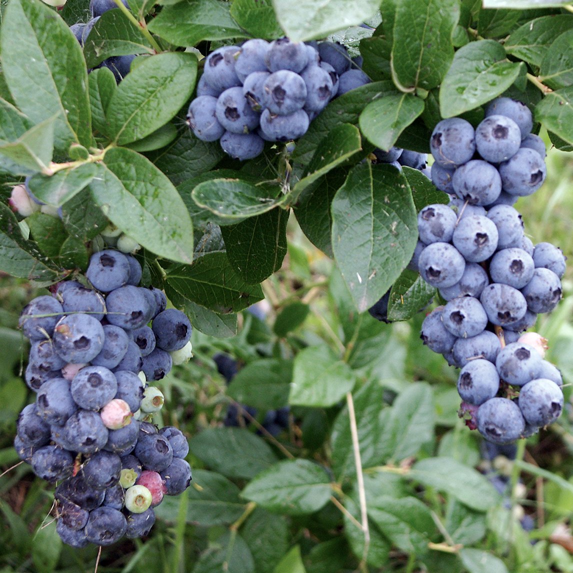 Blueberry 'Sunshine Blue'