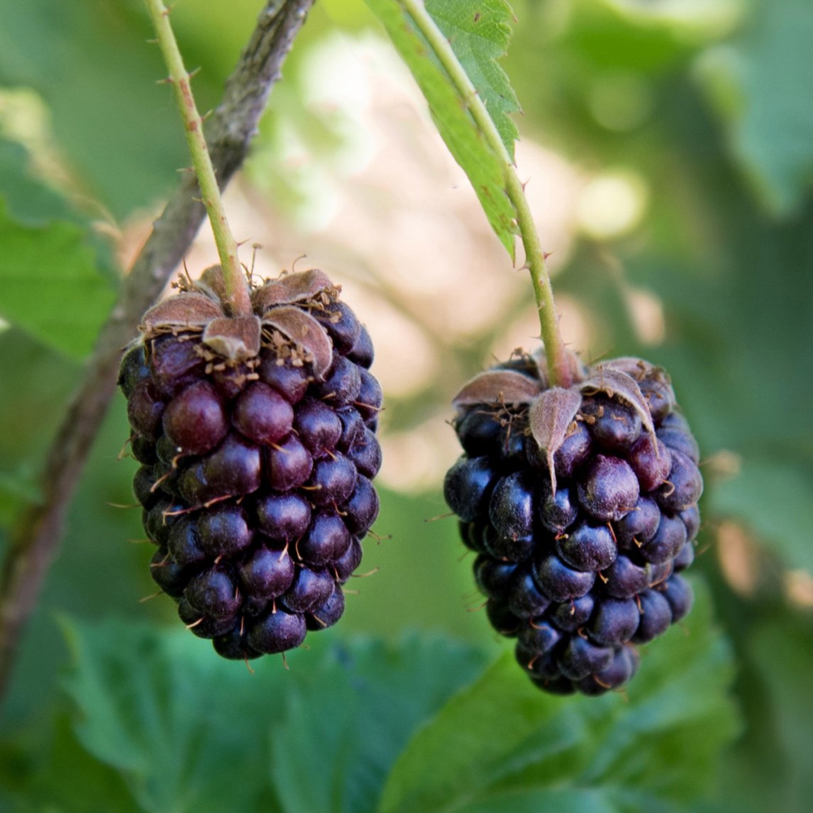 Boysenberry