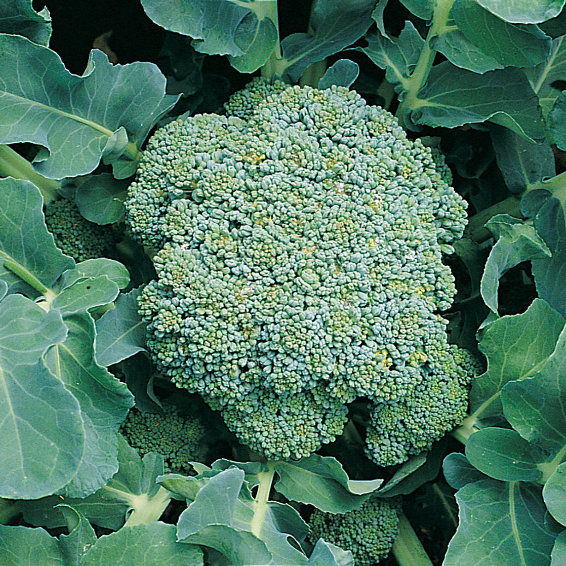 Autumn Or Spring Mini-Plot Vegetable Collection