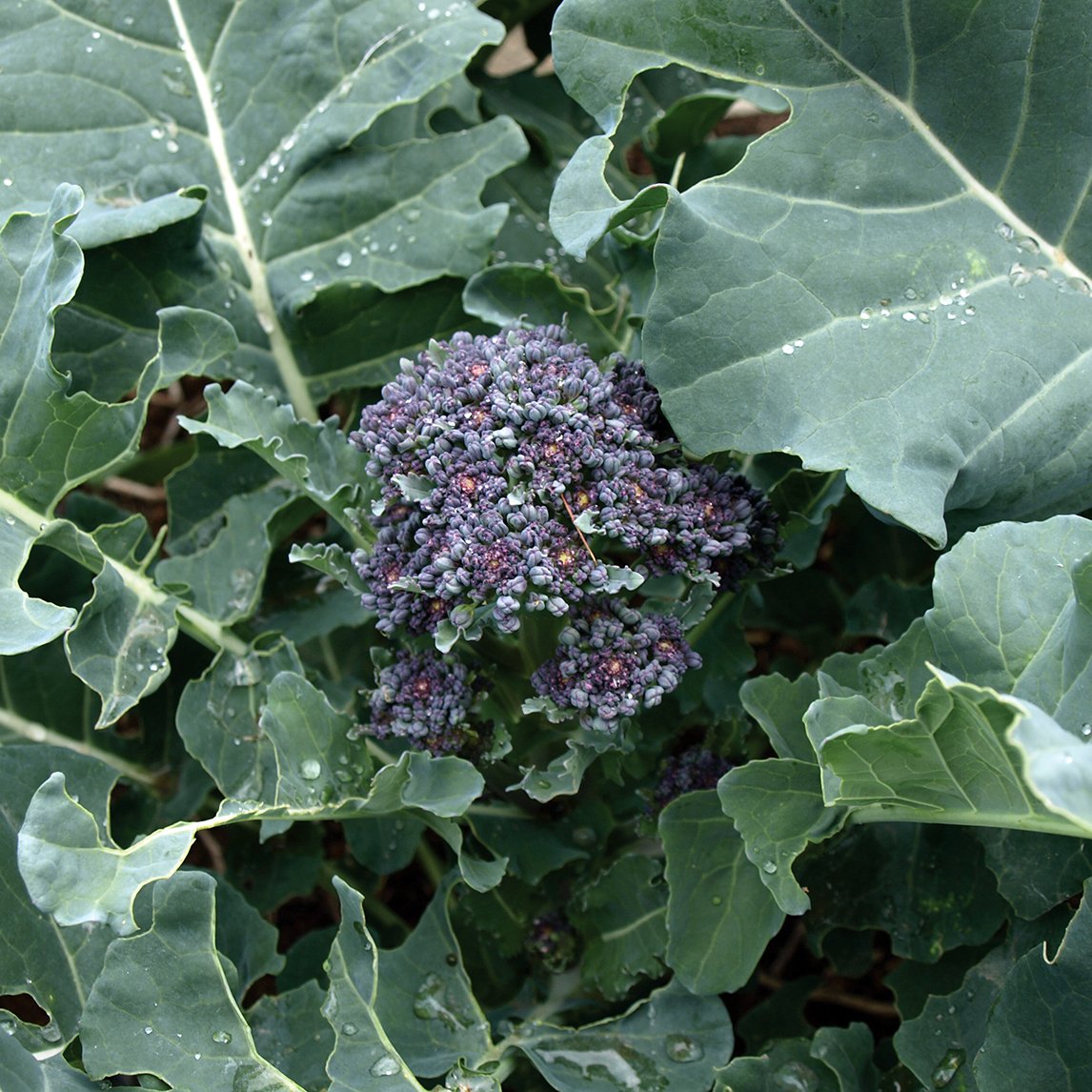 Broccoli 'Purple Sprouting'