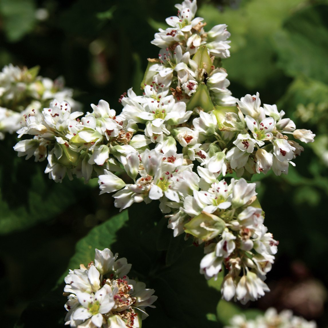 Buckwheat (Organic)