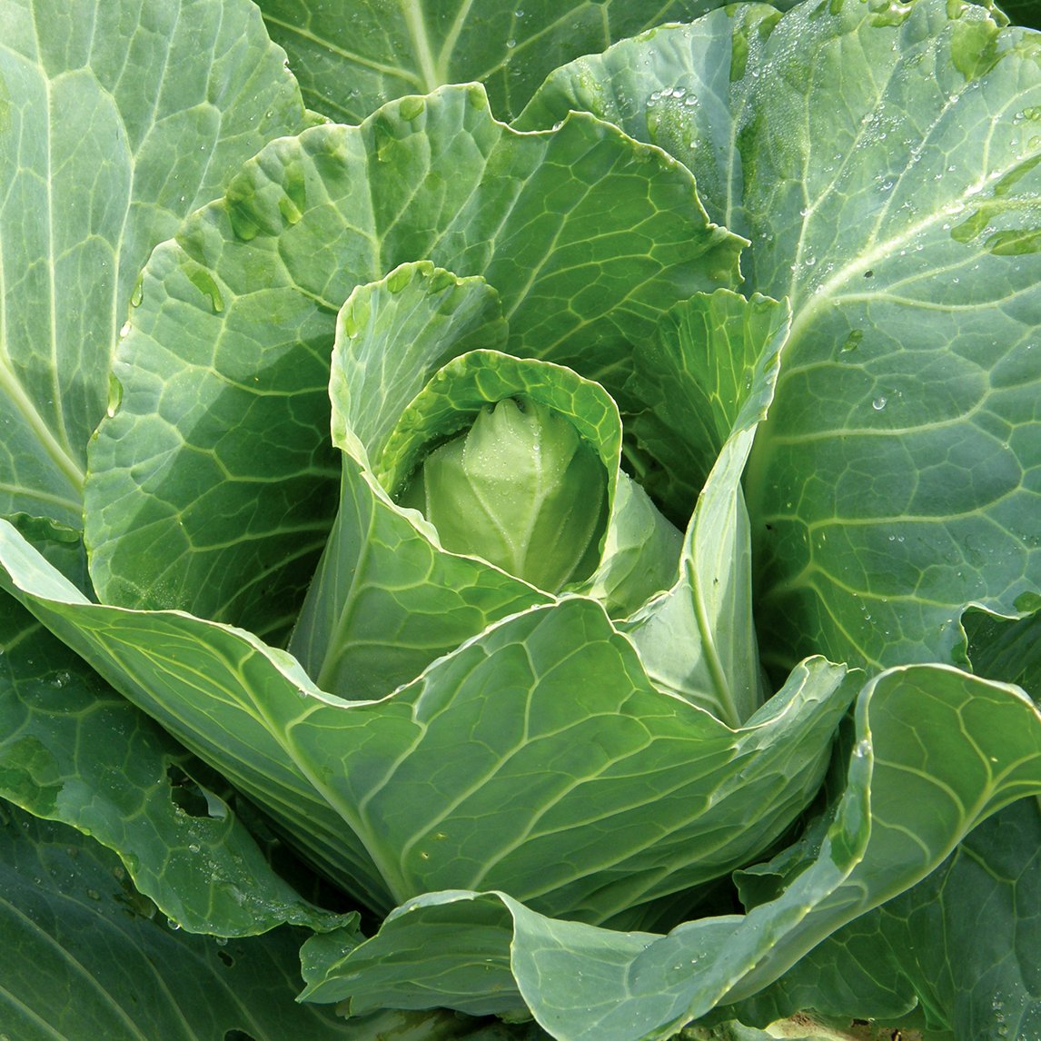 Cabbage 'Early Jersey Wakefield' (Organic)