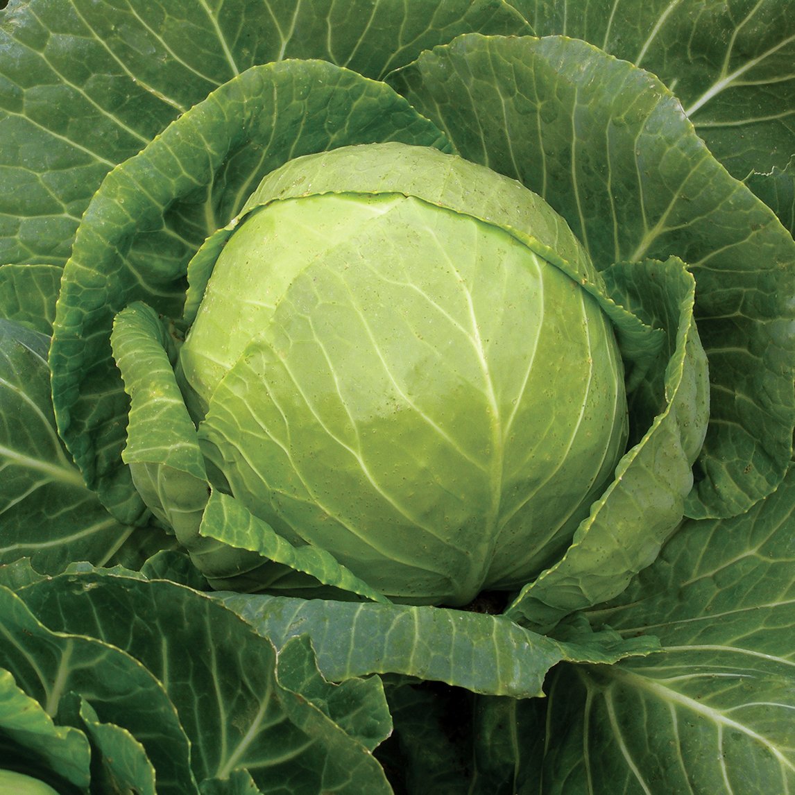 Cabbage 'Mini'