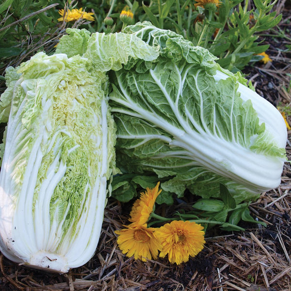 Complete Autumn Vegie Patch Collection